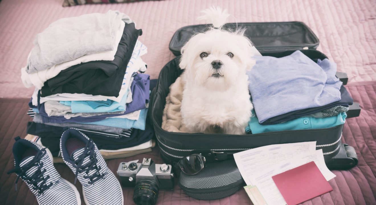 ENTITY shares how to travel with pets.