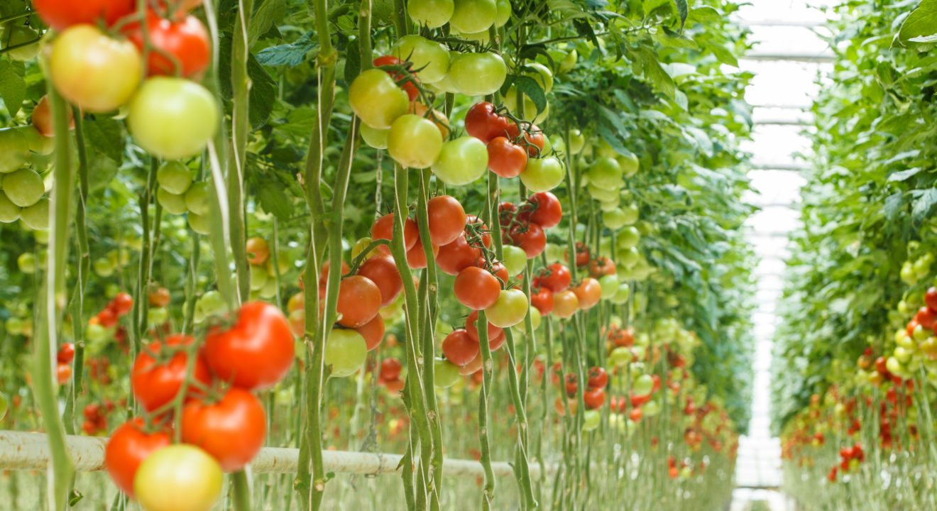 Entity explains why hydroponics gardening systems are the future of agriculture.