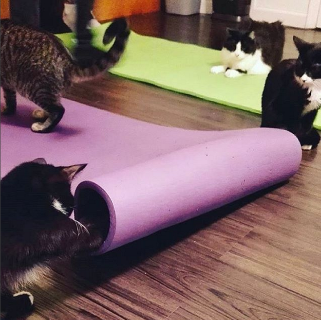 ENTITY explains why the new cat yoga trend is the best thing ever.