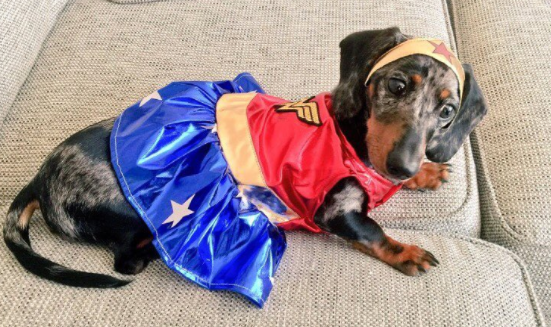 ENTITY report on clever halloween costumes for dogs