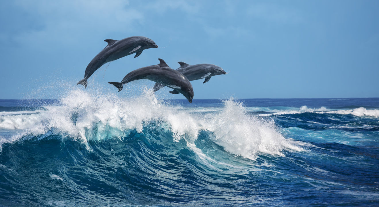 This Entity quiz has you choose a dolphin stock photo to see when you will die.