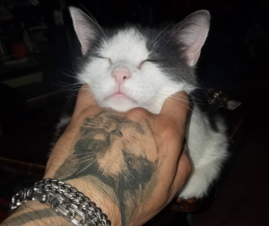 ENTITY shares the best cat tattoos. 