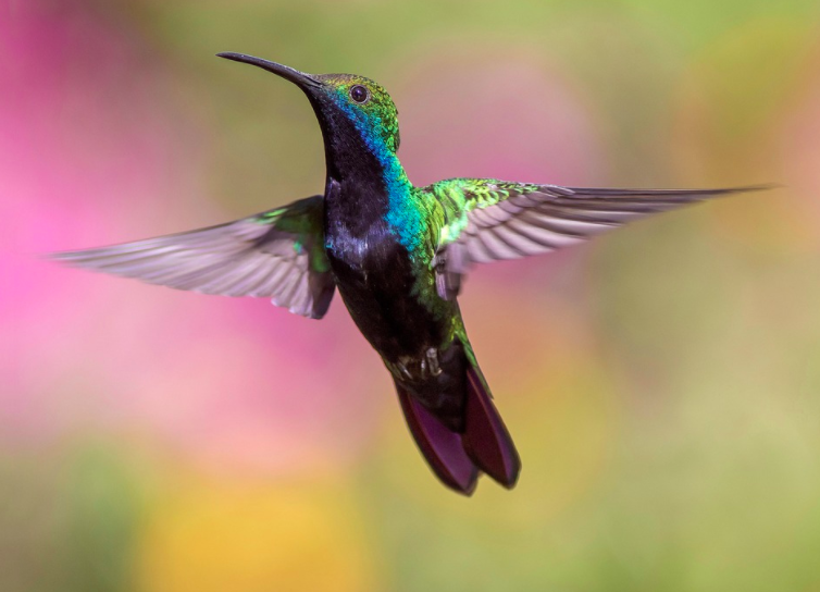 entity academy zodiac sign traits hummingbird