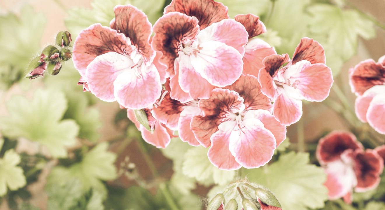 5 Flowers To Make Your Home Smell Amazing - Geranium