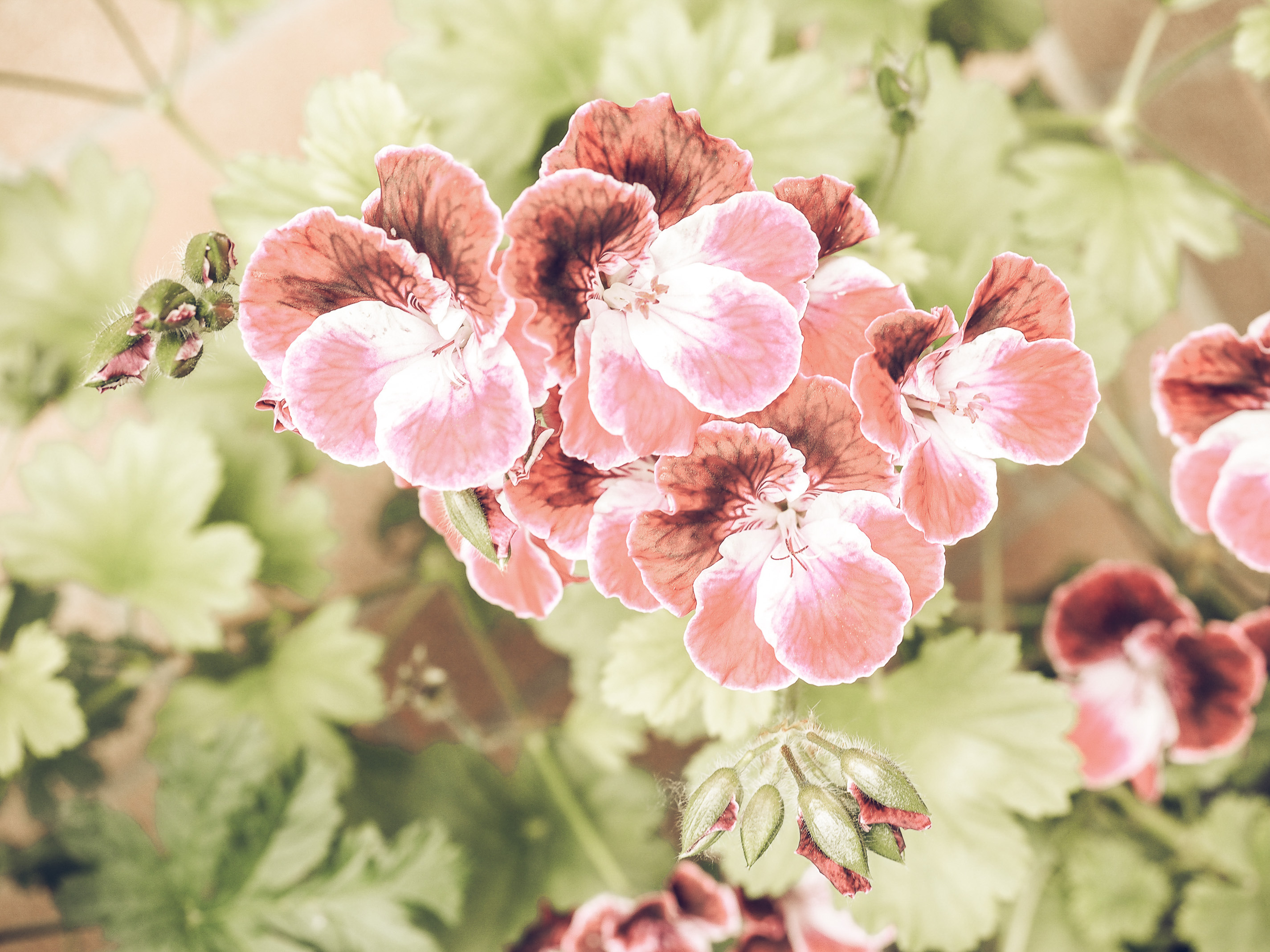 5 Flowers To Make Your Home Smell Amazing Geraniums Entity - ENTITY