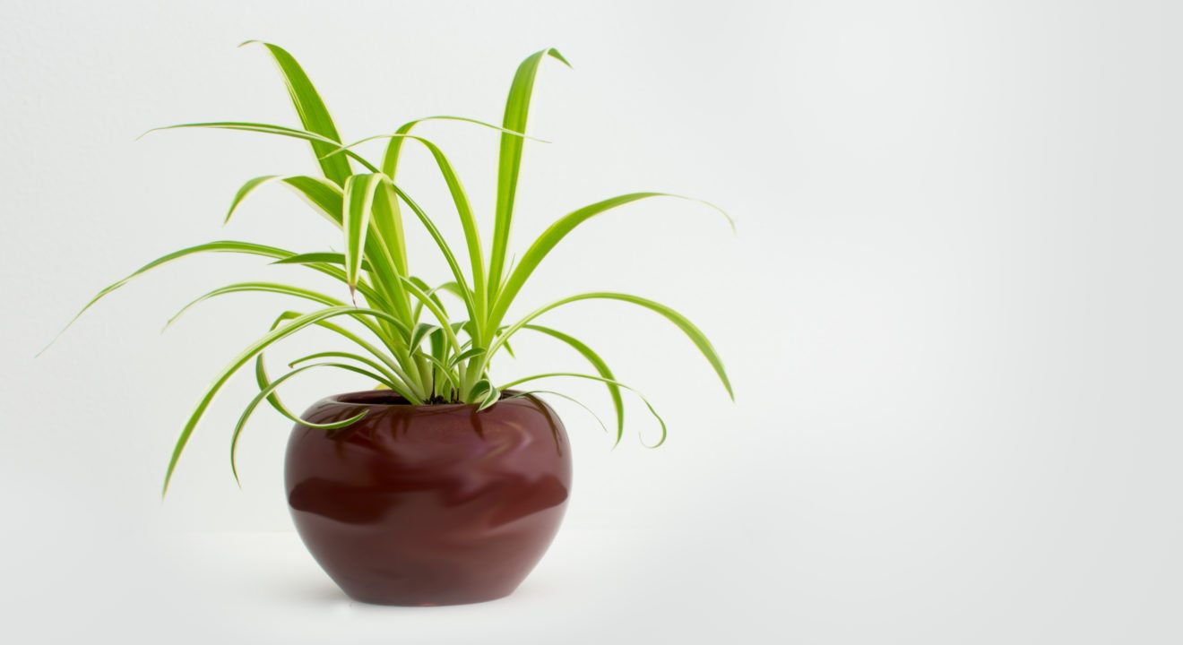 Entity thinks spider plants are great decorations for your bedroom.
