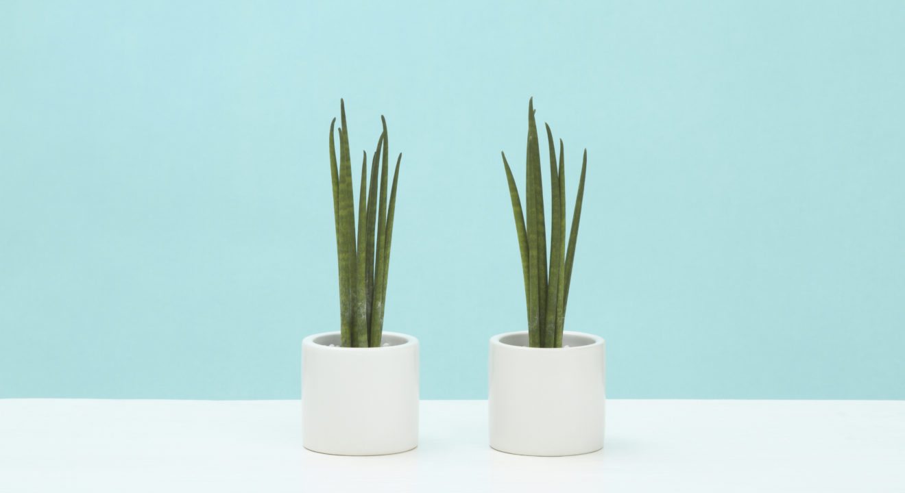 Entity thinks snake plants are beautiful decorations for your bedroom.