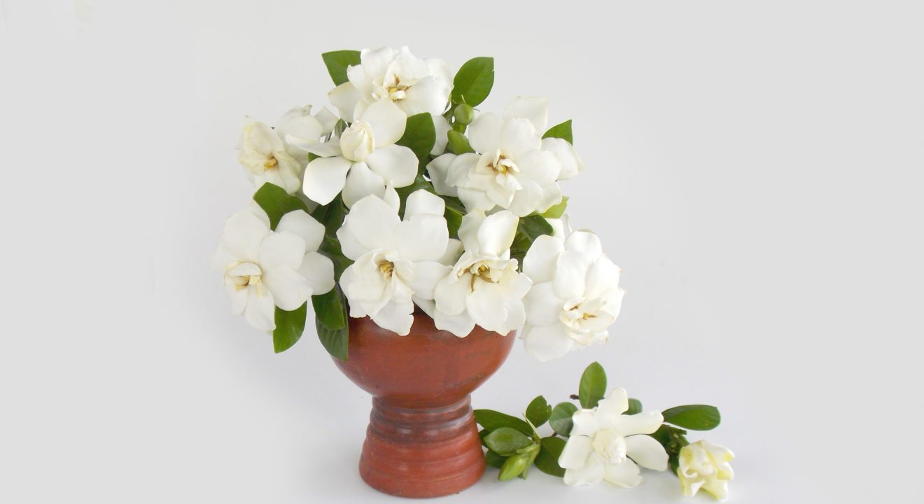 Five Flowers to Make Your Home Smell Amazing - Gardenia