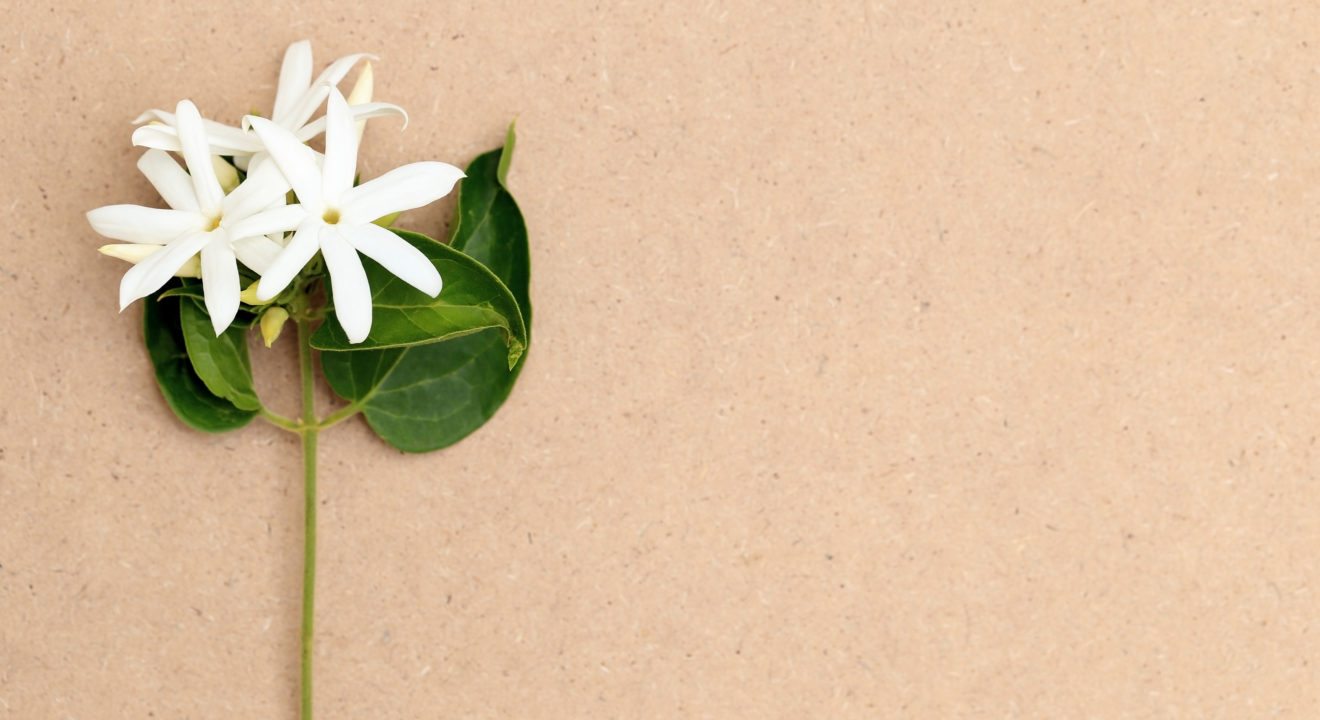Five Flowers to Make Your Home Smell Amazing - Jasmine