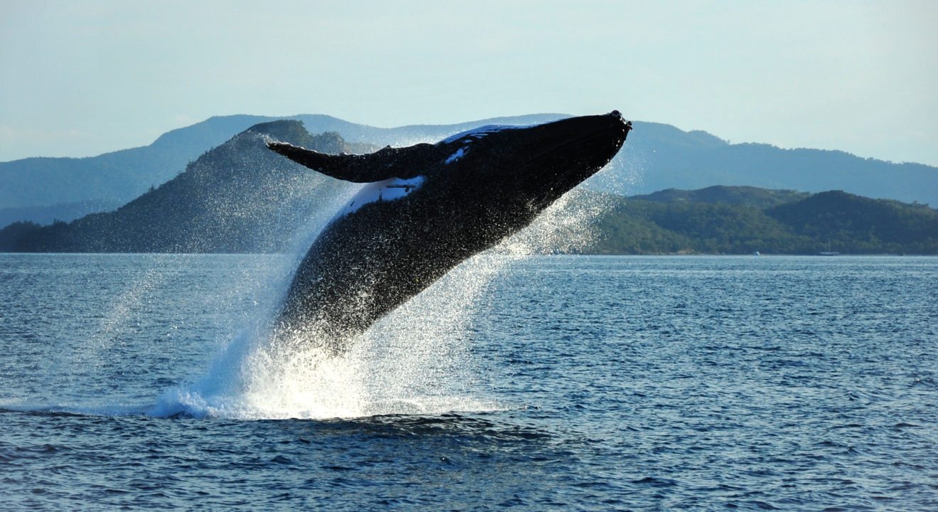 Entity shares some reasons why every woman should go whale watching.