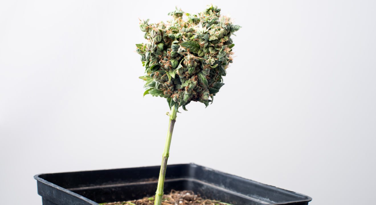 How Legalization Will Affect Marijuana Drug Testing