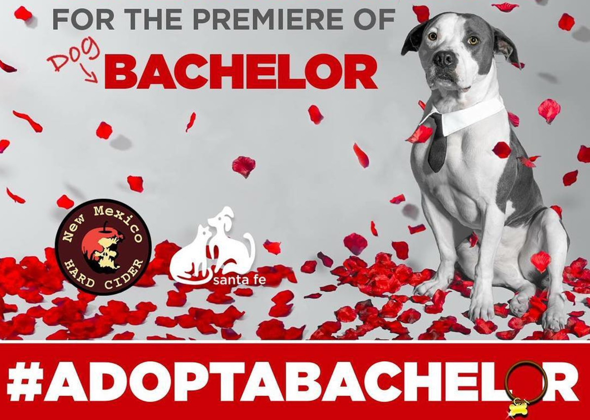 The Dog Bachelor Spoof Is So Much Better Than Watching Nick Viall