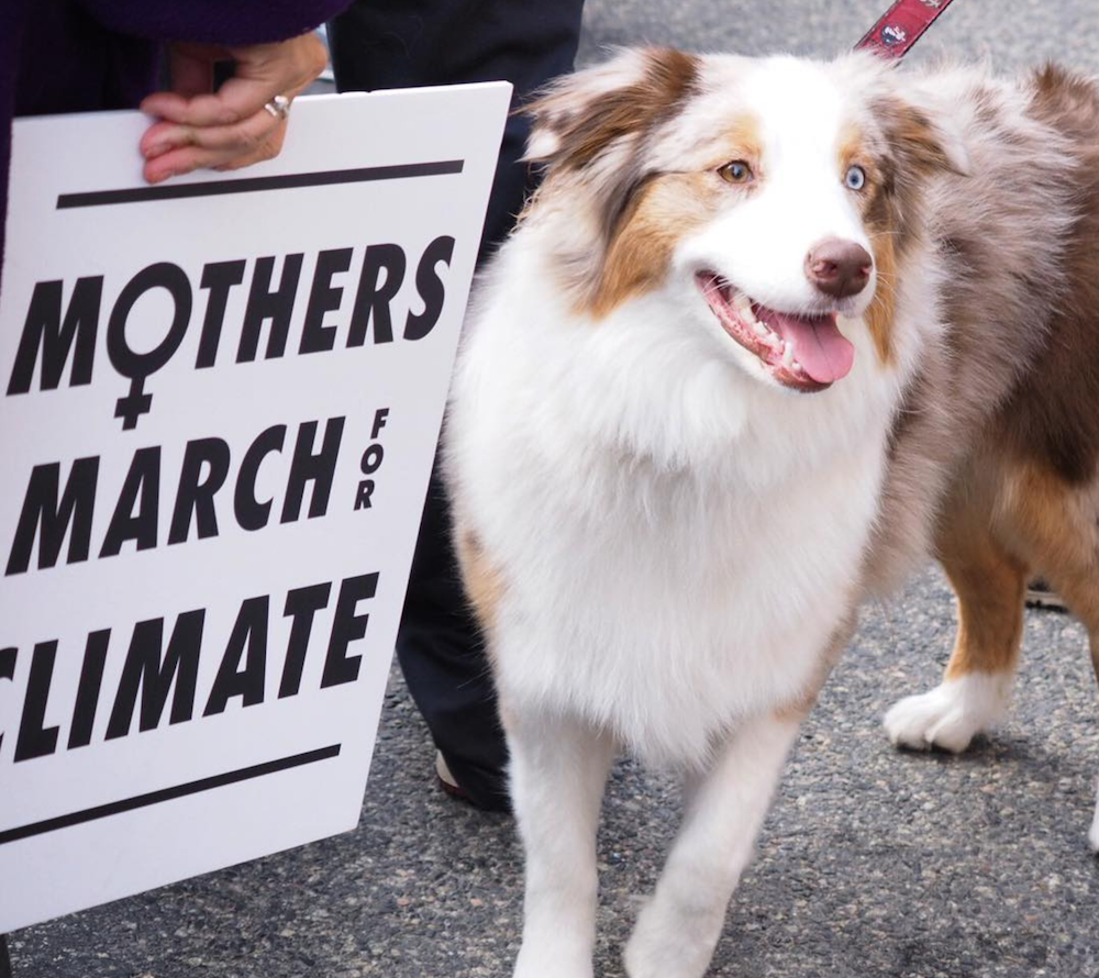 Entity Mags list of 7 awesome dogs who made the protest infinitely better.