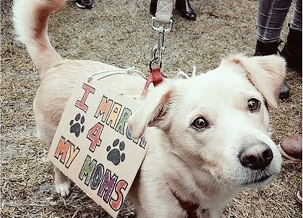 Entity Mags list of 7 awesome dogs who made these protests infinitely better.