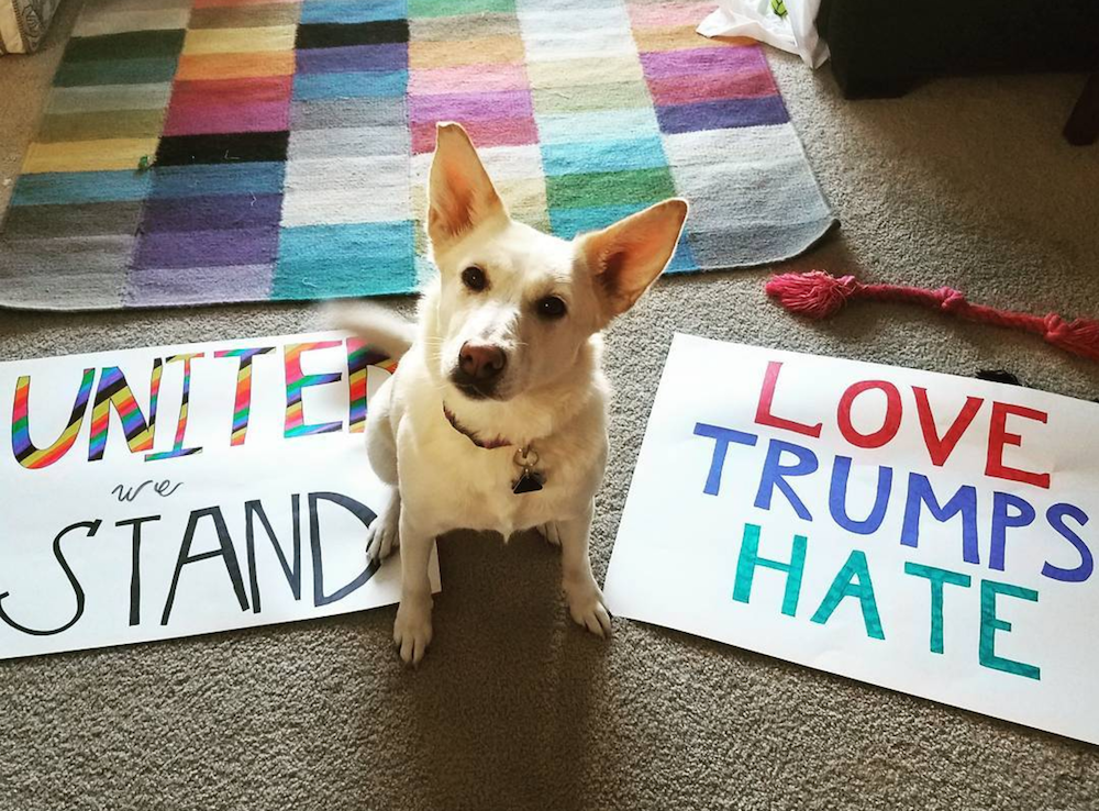 Entity Mags list of 7 awesome dogs who made the protest infinitely better.