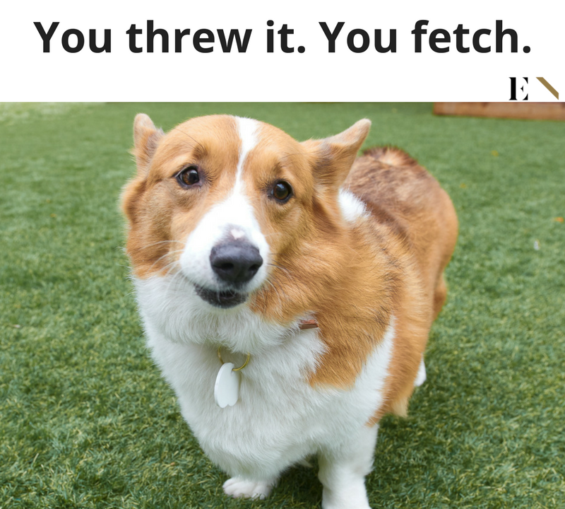 10 Funny Animal Memes That Will Definitely Brighten up ...
