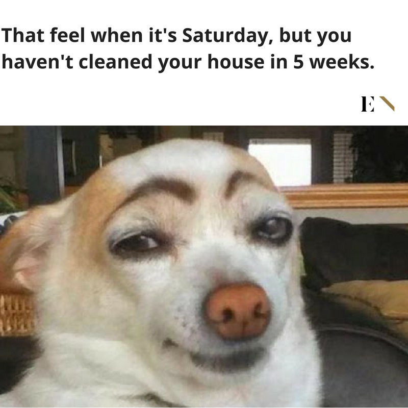 10 Funny Animal Memes That Will Definitely Brighten up Your Day