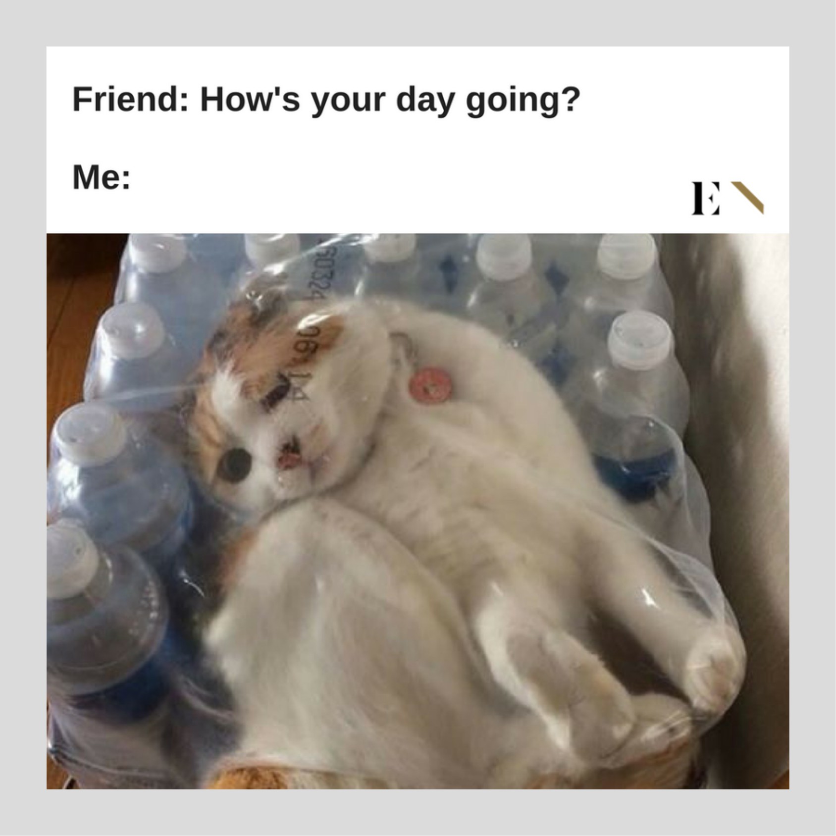 10 Funny Animal Memes That Will Definitely Brighten up Your Day