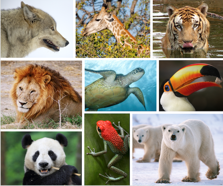 endangered species of animals and plants