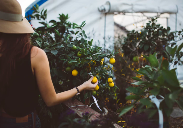ENTITY shares some of the best community gardens in LA