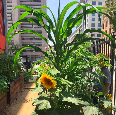 ENTITY shares the best community gardens in LA