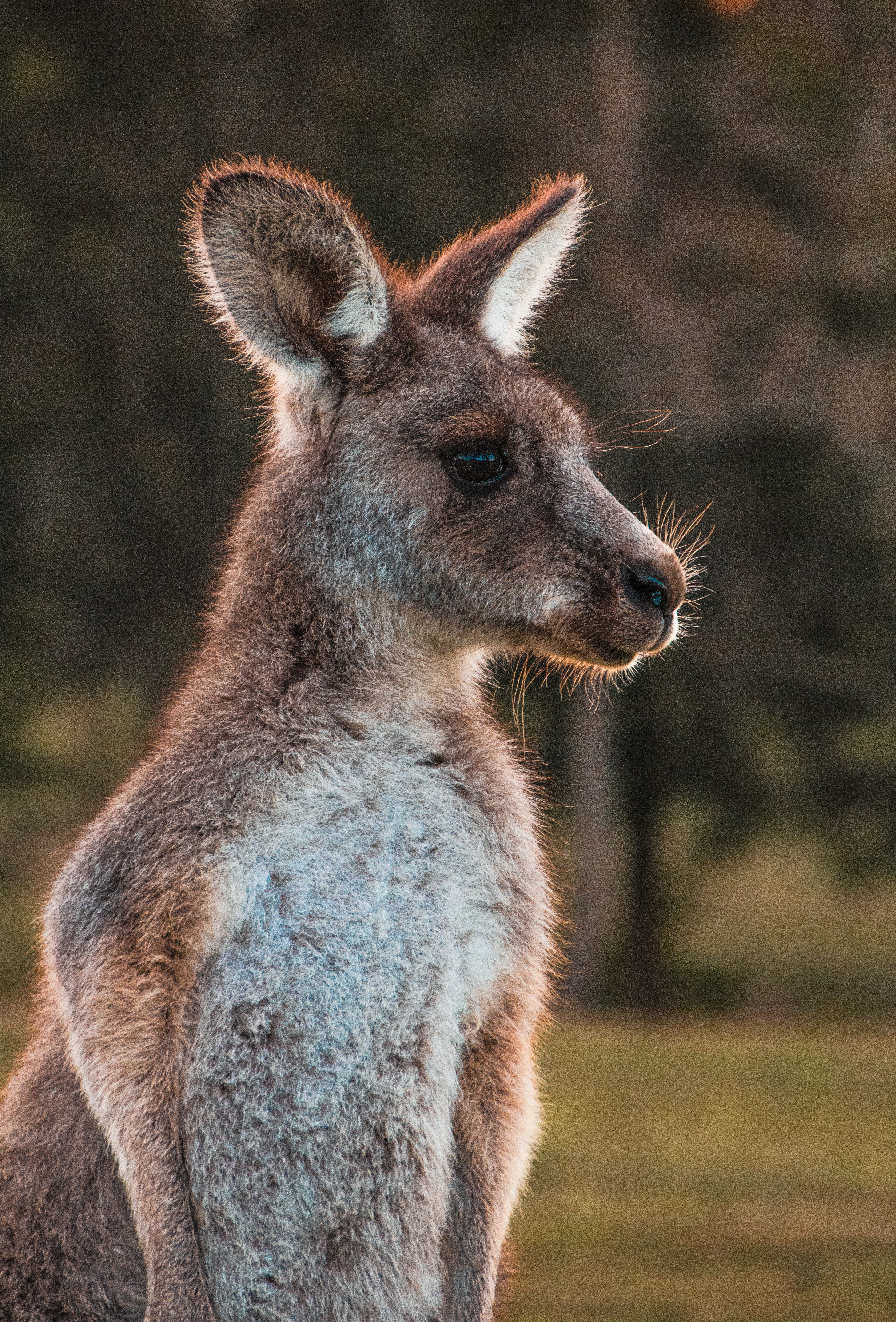 ENTITY shares facts about the female reproductive system, as inspired by Wednesday Martin's "The Button." Photo of kangaroo.