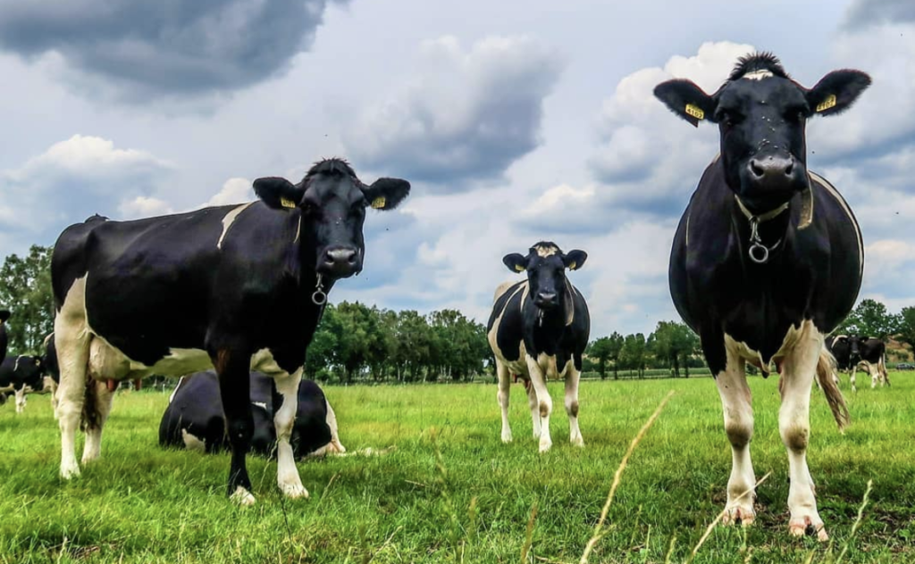 Image of cows standing in a field