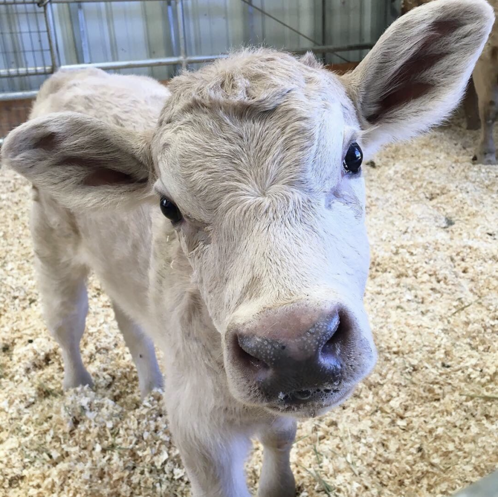 Entity shares image of a calf at The Gentle Barn
