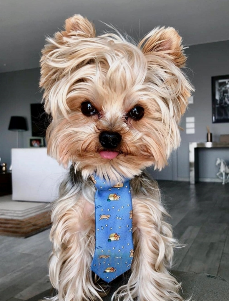 Yorkshire terriers, small hypoallergenic dogs