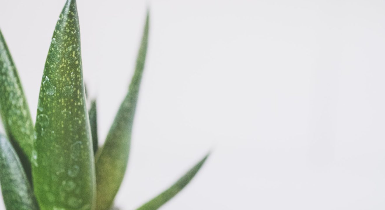 ENTITY shares photo of aloe vera, to show uses of aloe vera for hair