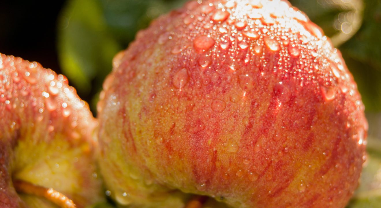 Entity shares photo of freshly picked apple