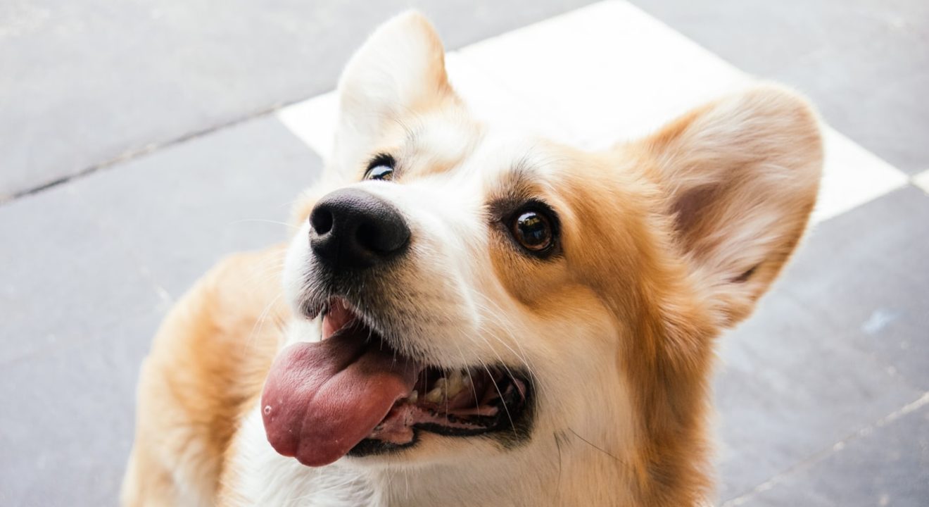 Cute Corgi Instagram Accounts You Need To Follow Right Now