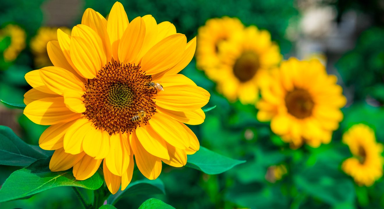 sunflower-oil-for-skin-yes-please-entity-shares-its-benefits