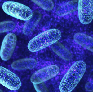 ENTITY shares mitochondria maximization tips