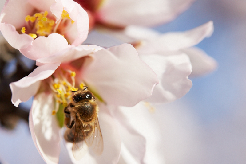 Bees pollinate flowers on fruit and nut trees.