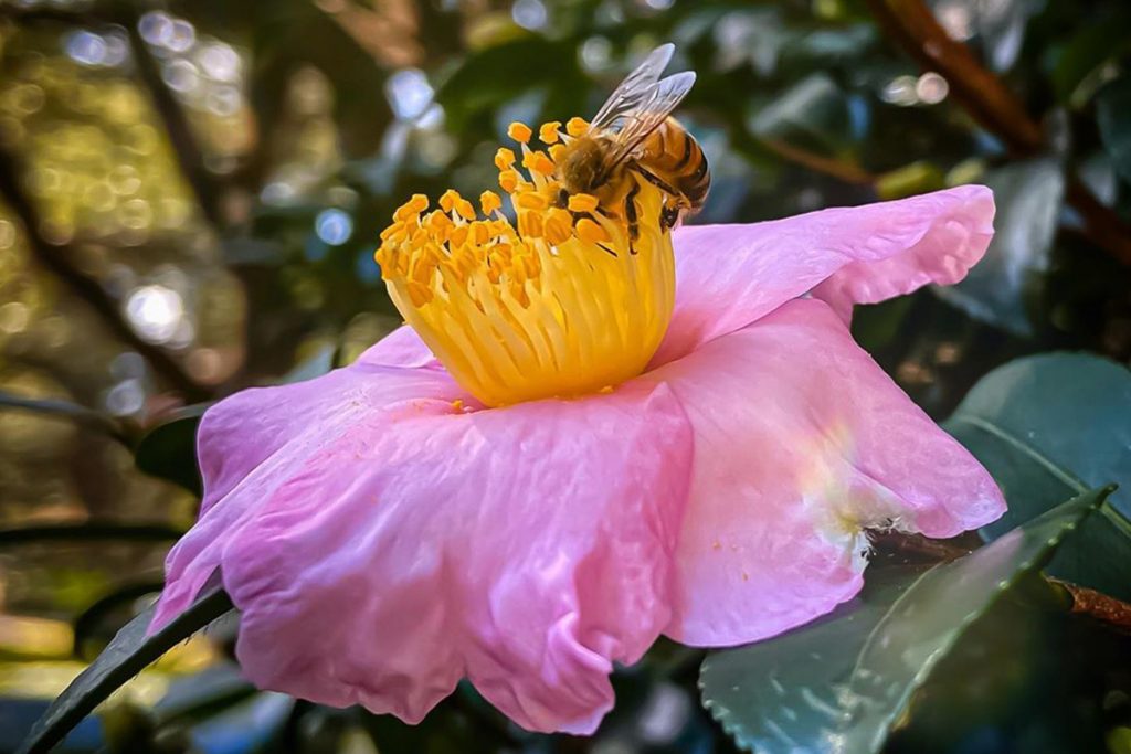 A photo of a bee pollinating a flower.