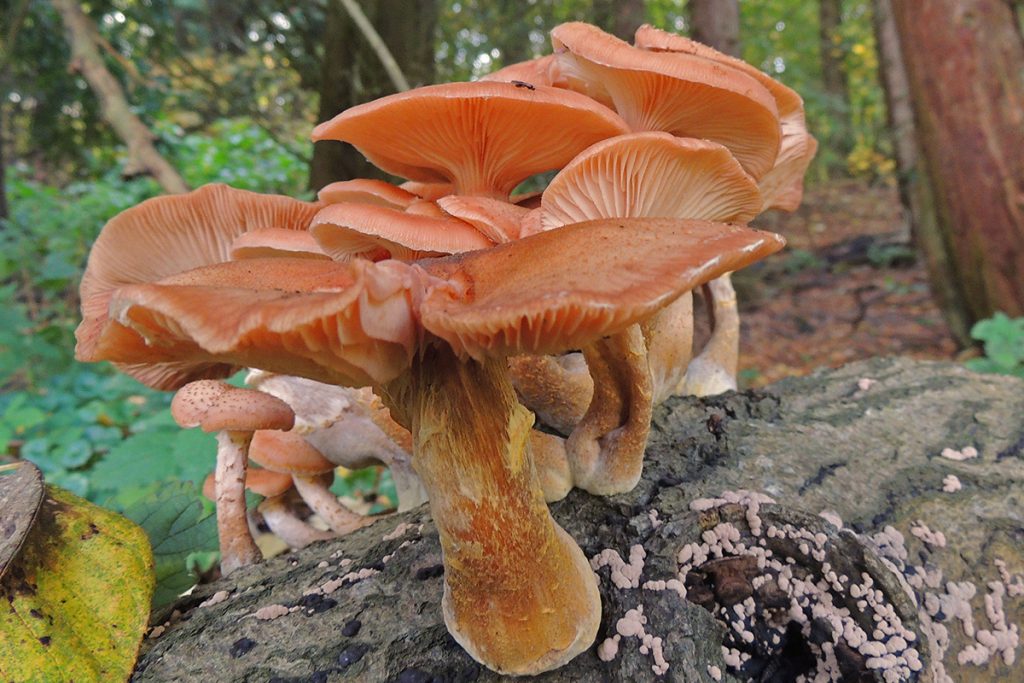 A photo of mushrooms.