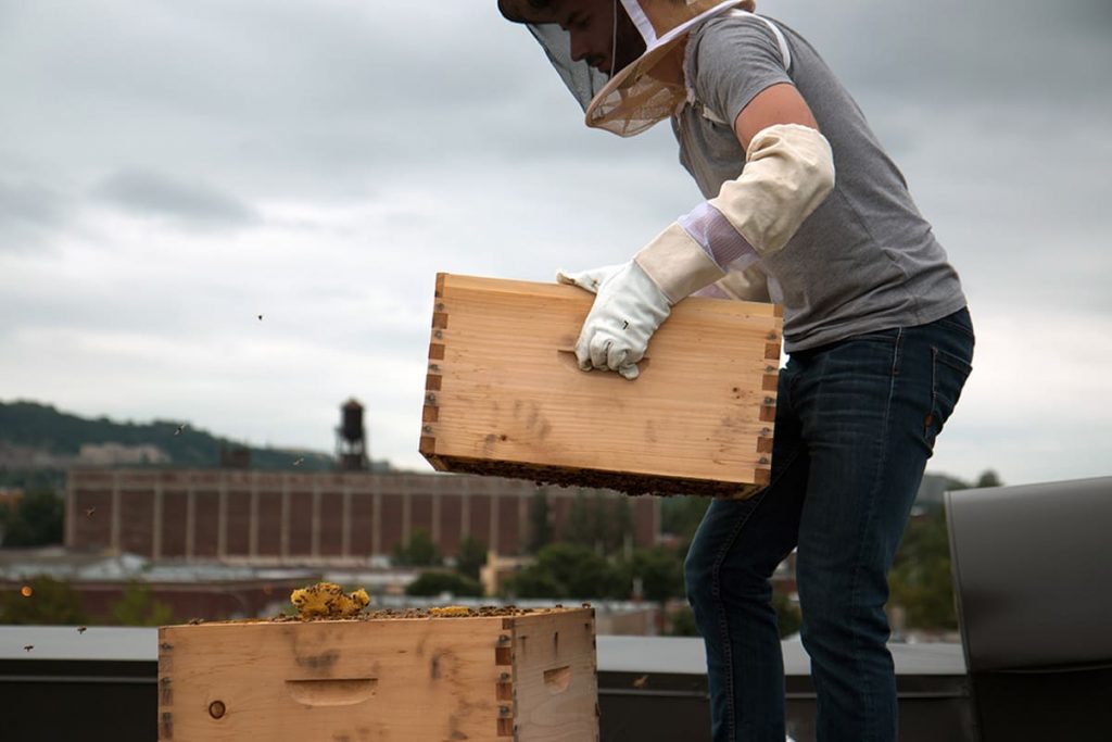 Beekeeping as an industry has some problematic elements that make it not as sustainable as it could be. 