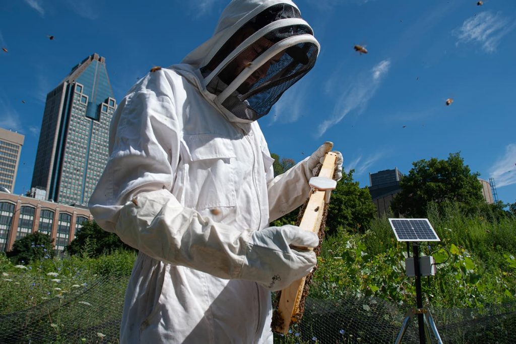 A third of the food we grow depends on honeybee pollination.