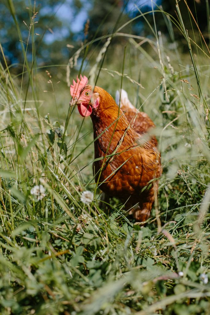 Marvelous Meredith is one of their chickens and she is perfect. via ENTITY Mag.