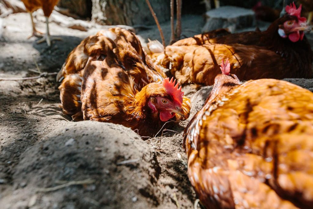 Vital farms presents their chickens having a spa day via ENTITY Mag.
