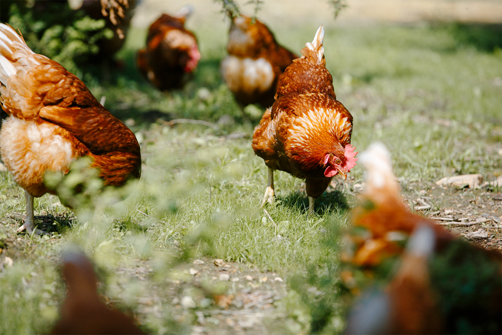 Vital farms allows their chickens to roam in the pasture. 