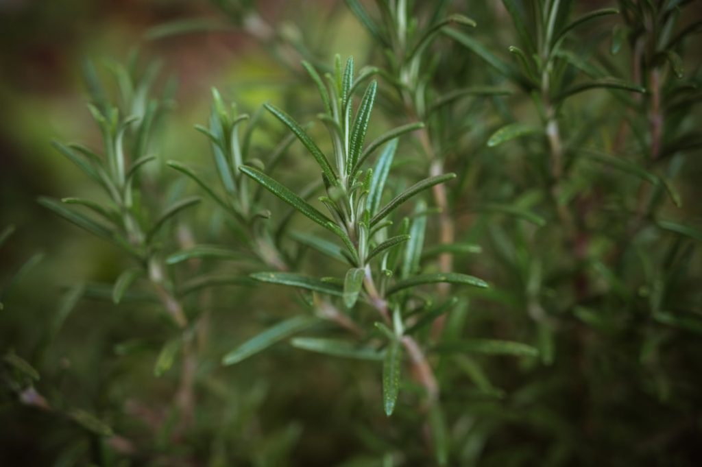 Rosemary oil is one that can be helpful in reducing stress in college.