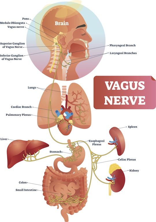 Image shows The location and the function of The Vagus Nerve In the Body